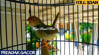 Download lagu Prenjak Gacor - Variasi suara Pancingan Prenjak Lumut - Masteran Suara Pikat Prenjak Kepala Merah mp3 Download lagu Prenjak Gacor - Variasi suara Pancingan Prenjak Lumut - Masteran Suara Pikat Prenjak Kepala Merah mp3