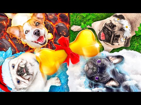 We Build Secret Rooms For 4 Elements’ Pets || We Adopted Fire,Water, Air and Earth Pets