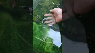 Download lagu YAHHH!!! Ikannya Gak Dapet Guys 🥺 Ikan Cupang Warna Warni Banyak Banget Di Kolam 😍 mp3