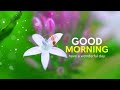 Good Morning Status Good Morning Video Good Morning Good Morning WhatsApp Status