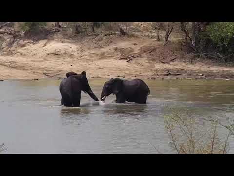 Djuma: Two young Elephant bulls playing in the water-third one joins - 10/04/20