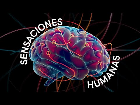¿Qué son las sensaciones y cuál es su proceso?