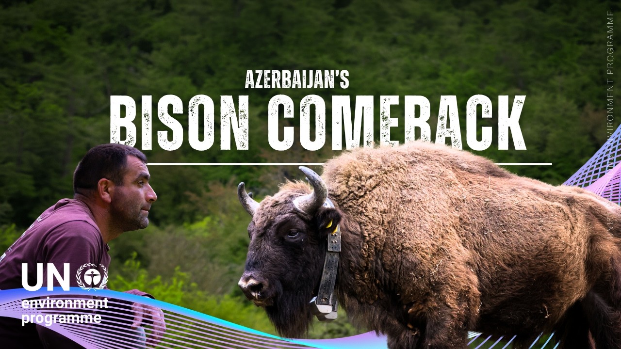 An unexpected climate solution on the grasslands of Azerbaijan #nowforclimate