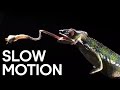 Deadly Animal Attacks In Slow Motion Slow Motion Earth Unplugged