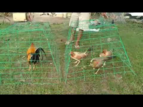 20k Kelso for breeding proposes only