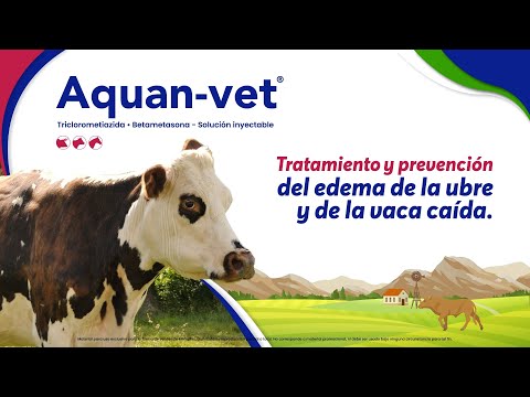 , title : '¿Cómo tratar y prevenir el edema de la ubre? I Aquan-Vet'