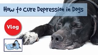 How to Cure Depression in Dogs! Dog Depression Signs and Advice!