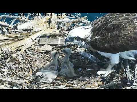 Port_Lincoln Osprey | Sibling rivalry | Mom worried about food shortage | 22.09.2021