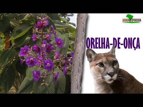 Cultive essa linda planta brasileira: Pleroma heteromallum/Tibouchina heteromalla