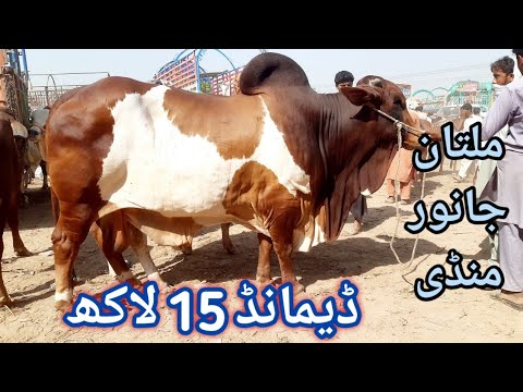 10th Oct Sunday Multan Janwar Mandi | Heavy Breeds Animals for Qurbani 2022