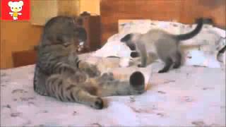 funny cats - 1 hour of funny cat & cute kitten