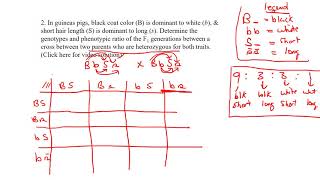 practice dihybrid question 2 page 35