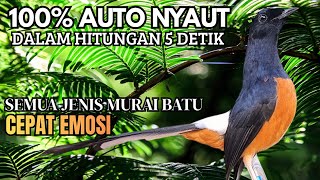 Download lagu PANCINGAN murai Batu FIGHTER GACOR ISIAN KERAS !! Jadikan semua murai batu ngedrop LANGSUNG NGAMUK mp3 Download lagu PANCINGAN murai Batu FIGHTER GACOR ISIAN KERAS !! Jadikan semua murai batu ngedrop LANGSUNG NGAMUK mp3