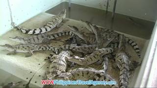 preview picture of video 'Crocodile Farm - Palawan Tours - WOW Philippines Travel Agency'