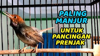Download lagu Prenjak Tamu gacor suara BERSIH Narung ampuh💯% bikin prenjak LAWAN langsung NYAUT BUNYI mp3