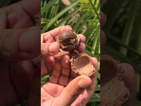 Ferrero rondnoir#shortvideo #chocolate #shorts#ferrero_rocher