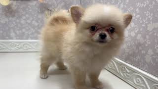 ハーフ犬の動画01