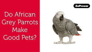 Do African Grey Parrots Make Good Pets? | Tips for Bird Owners