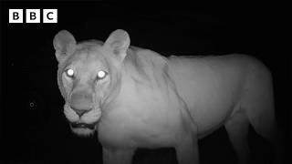 Sleeping under the stars with lions  - BBC