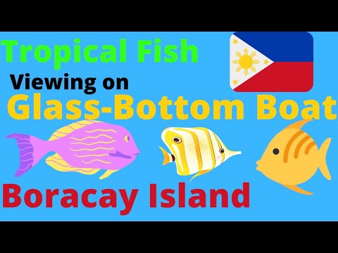 Colorful Tropical Fish Filmed Through Glass Bottom Boat in Boracay, Philippines!