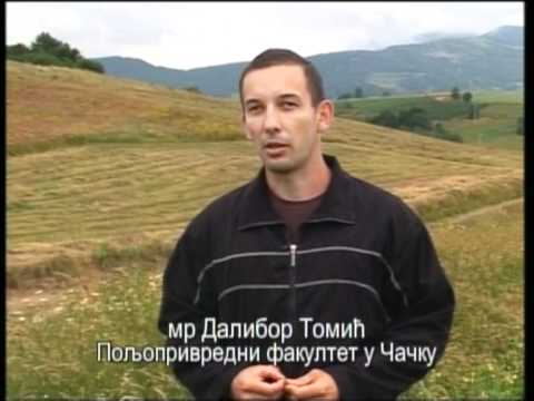 Prilog o organskom  uzgoju heljde u selu Ploce