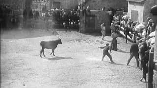 Une course à la Cocarde (1912) [Course de taureaux provençale] Gaumont