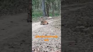 August 13, 2022 ,Kanha National Park, MadhyaPradesh