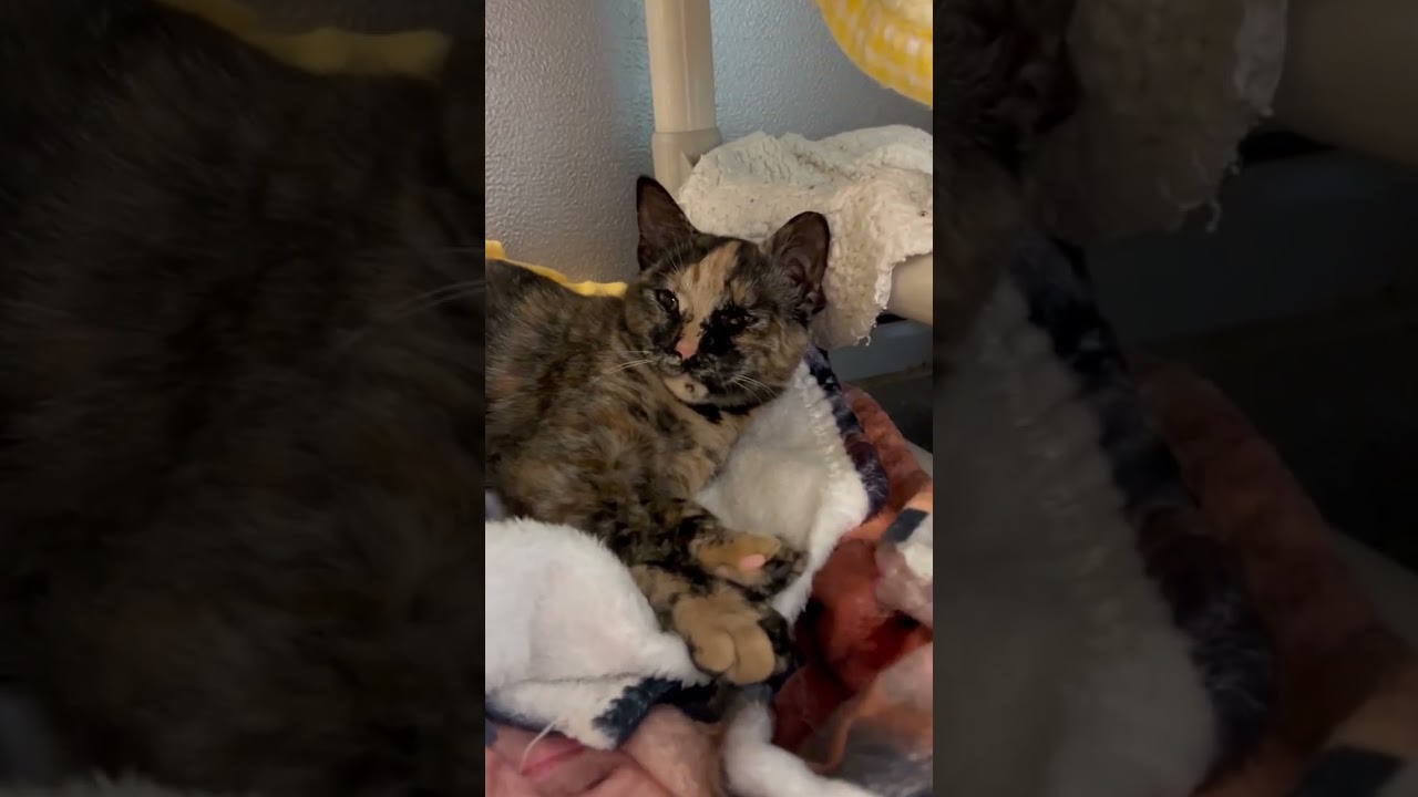 Enlarge Cherry Blossom, a Adoptable Domestic Short Hair in Lansing, MI video 3/3