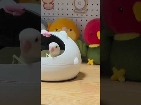 Hayri'nin Aklını Böyle Aldım 😂🐦