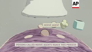 How nerve agents break down the body ++Animation with Text++