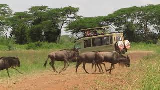Serengeti Great Migration ~ Maasai Magic Safaris