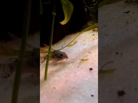 Coridora respiración ?????