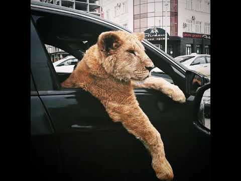 ПБЛ75-ХУЛИГАНО