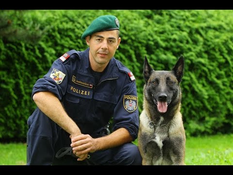 Planet Wissen - Tierische Beamte, Polizeihunde