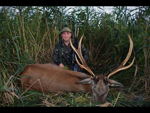 Rothirschjagd in Ungarn / red stag hunting in Hungary - Junge Jagd #moments