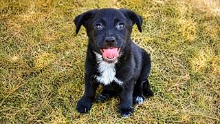 Abandoned Puppy Becomes The Happiest Dog After Being Rescued
