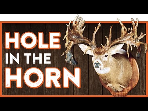 The "Hole In The Horn" Buck