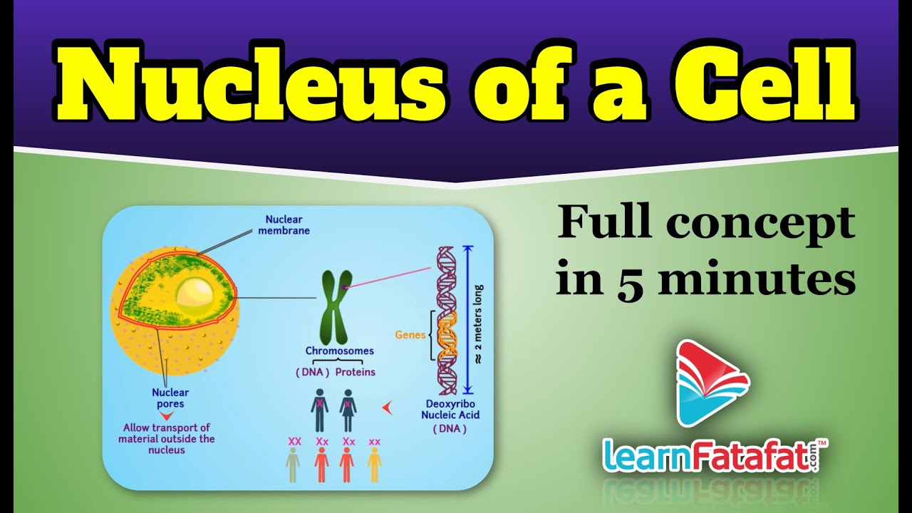 Class 9 Science Chapter 5 The Fundamental Unit of Life - Nucleus of Cell - LearnFatafat