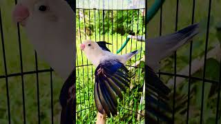 Download lagu LOVEBIRD BETINA birahi langsung mesawat dengar suara lobet jantan #birds #lovebirds mp3