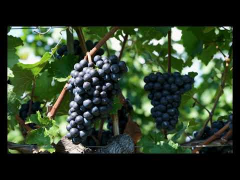 The Fox and The Grapes