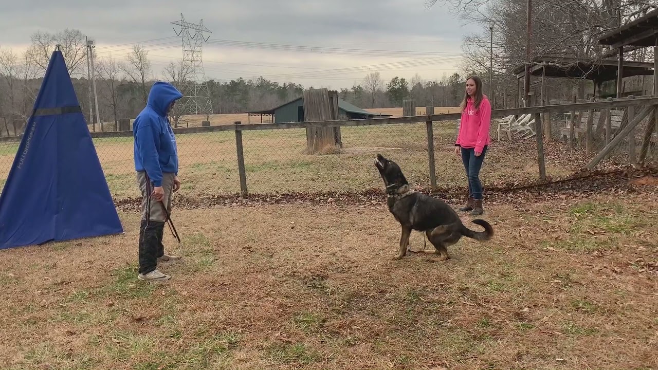 Cheyenne Protection Bark & Holds