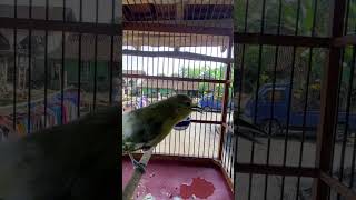 Download lagu sirtu muda gacor mp3