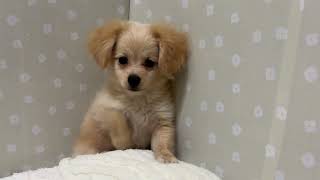 ハーフ犬の動画01