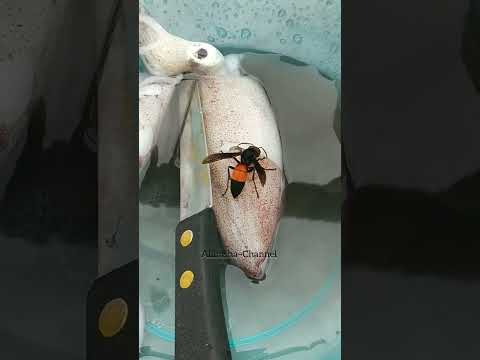 TAWON MAKANNYA CUMI!!!?