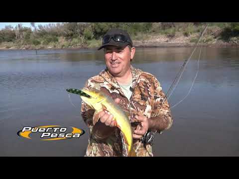 Dorados en el Arroyo Feliciano     Entre Ríos