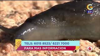 Miniatura: Giros - peligros en el jardín