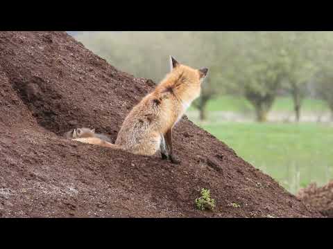 Ræv "kalder" de små hjem