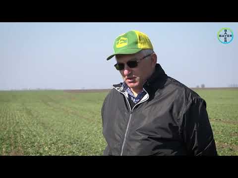 Vă invităm să urmăriți recomandările specialiștilor pentru cultura de rapiță.