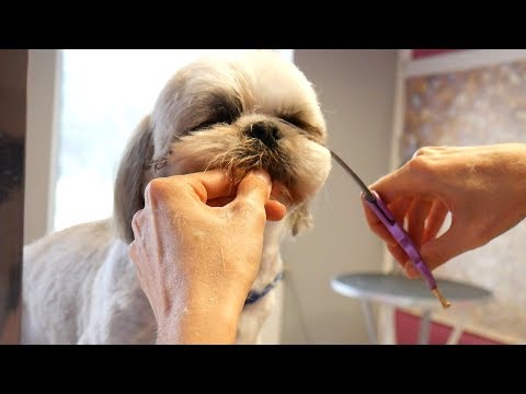 PetGroooming - Shih Tzu Head Grooming