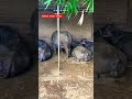 Murrah Buffalo Dairy Farm Dairy Farm Yadav Dairy Farm Bhaish Ke Video Buffalo Dairy Farm
